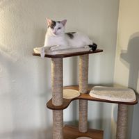   at Katzentempel - Nürnberg in Nuremberg