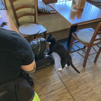   at Katzentempel - Nürnberg in Nuremberg