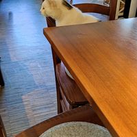  at Katzentempel - Nürnberg in Nuremberg