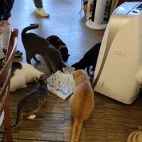  at Katzentempel - Nürnberg in Nuremberg