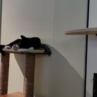  at Katzentempel - Nürnberg in Nuremberg