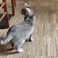   at Katzentempel - Nürnberg in Nuremberg