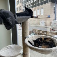   at Katzentempel - Nürnberg in Nuremberg