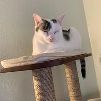   at Katzentempel - Nürnberg in Nuremberg