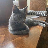   at Katzentempel - Nürnberg in Nuremberg