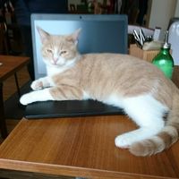 Trying to work at Katzentempel - Nürnberg in Nuremberg