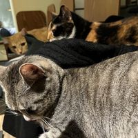   at Katzentempel - Nürnberg in Nuremberg