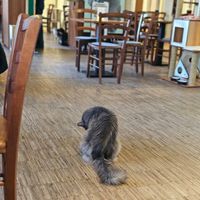  at Katzentempel - Nürnberg in Nuremberg