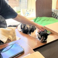   at Katzentempel - Nürnberg in Nuremberg