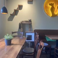   at Katzentempel - Nürnberg in Nuremberg