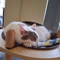  at Katzentempel - Nürnberg in Nuremberg