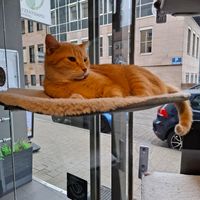  at Katzentempel - Nürnberg in Nuremberg