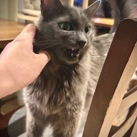   at Katzentempel - Nürnberg in Nuremberg