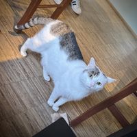   at Katzentempel - Nürnberg in Nuremberg