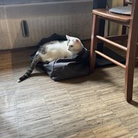   at Katzentempel - Nürnberg in Nuremberg