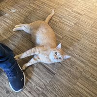   at Katzentempel - Nürnberg in Nuremberg