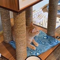 Cats were at play all around our table. Findus decided to take a nap nearby. at Katzentempel - Nürnberg in Nuremberg