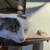 cat  at Katzentempel - Nürnberg in Nuremberg