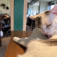 bath time  at Katzentempel - Nürnberg in Nuremberg