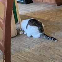   at Katzentempel - Nürnberg in Nuremberg