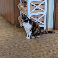   at Katzentempel - Nürnberg in Nuremberg