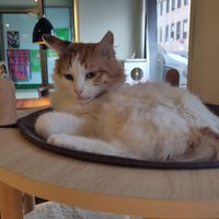 Flauschige Gesellschaft (Lola) at Katzentempel - Nürnberg in Nuremberg