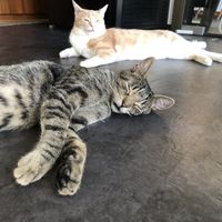 Cats  at Katzentempel - Nürnberg in Nuremberg