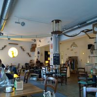 Cata are the bosses in here at Katzentempel - Nürnberg in Nuremberg