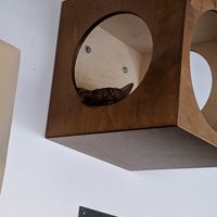 Cat is keeping way out of reach. at Katzentempel - Nürnberg in Nuremberg