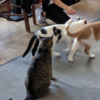 Snack break brings the cats out of their beds. at Katzentempel - Nürnberg in Nuremberg