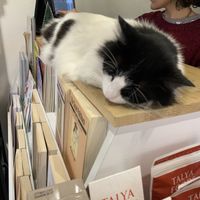 Layla  at Vegan Bakkal in Istanbul