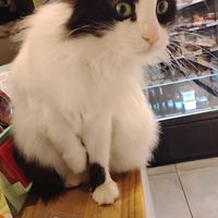   at Vegan Bakkal in Istanbul