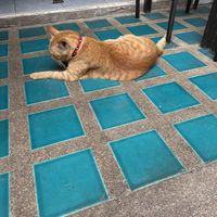   at Dow Vegan Restaurant in Koh Phi Phi