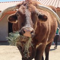  at Farm Sanctuary in Acton