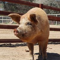  at Farm Sanctuary in Acton