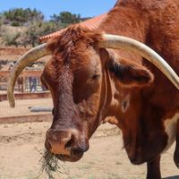  at Farm Sanctuary in Acton