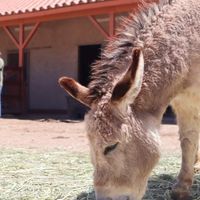  at Farm Sanctuary in Acton