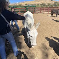   at Farm Sanctuary in Acton