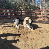   at Farm Sanctuary in Acton