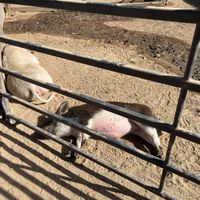   at Farm Sanctuary in Acton