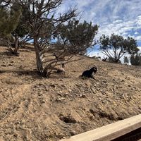 Hill area for the goats  at Farm Sanctuary in Acton