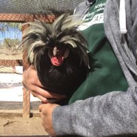 Feel like petting a rooster or pig? Visit the Farm Sanctuary in Acton, California  at Farm Sanctuary in Acton