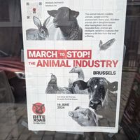 Vegan FTA at The Judgy Vegan in Brussels