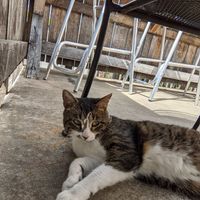 The patio cat. 😍 at Black Bear Burritos - Evansdale in Morgantown