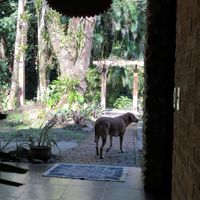 pet friendly 💖 at Nacasadela in Penedo