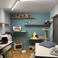 Cat private space  at DreamCATchers in Ghent