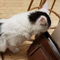 cat came to inspect my handbag at DreamCATchers in Ghent