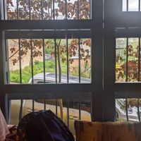 A calf in the yard across the street from Consulado Vegetal at Consulado Vegetal in Jardin