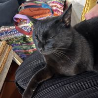 The cat belongs to the restaurant and is super sweet!   at Nautic Bar in Praia De Mira