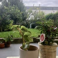 Garden   at b macro in Porto